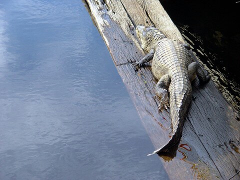 alligator of the Pantanal